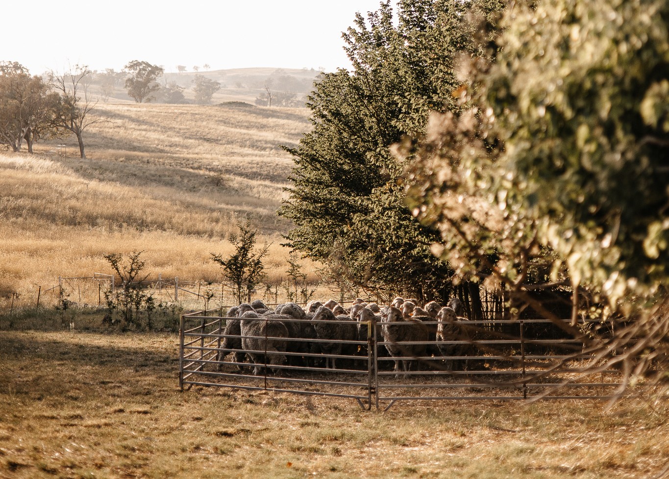 ABARES Outlook 2025